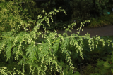 Artemisia annua RCP10-2015 (39).JPG